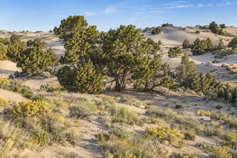 Enebros occidentales crecen entre dunas onduladas y vegetación primaveral en Juniper Dunes Wilderness.